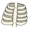 rib+bones Picture
