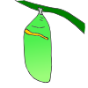 Chrysalis Picture