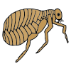 fleas Picture