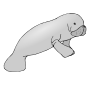 Manatee Picture