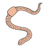 Earthworm Picture