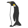 Penguin+Waddle Picture