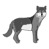 Loup Picture