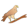 Falcon Picture