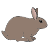 Grey+Rabbit Picture
