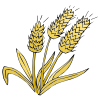 Wheat Picture