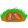 A+fox+hides. Picture
