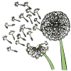 Dandelions Picture