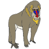 Baboon Picture