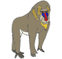 Baboon Picture