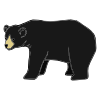 black bear Picture