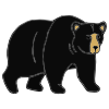 This+bear+is+black. Picture