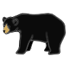 Bear Picture