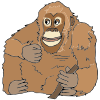 Where+did+Orangutan+live_ Picture