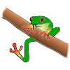 Tree Frog Picture