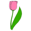 Tulipe Picture