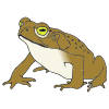 big+green+toad Picture