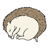 Hibernating Hedgehog Picture