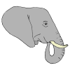 elephant Picture