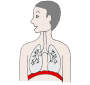 Diaphragm Picture