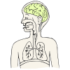 Brain-organ+that+tells+your+mouth+how+to+make+sounds Picture