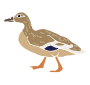 Duck Stencil