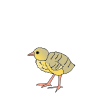 Poult Picture