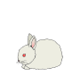 Rabbit Baby Picture