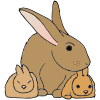 Rabbits Picture