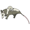 possum Picture