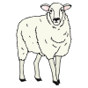 Sheep Picture