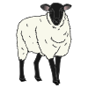 The+sheep+_________. Picture