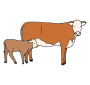 Cows Picture