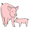 Pig+_+Piglet Picture