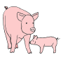 Pigs Picture