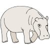 Hippopotamus Picture