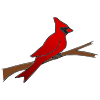 1+Red+Bird Picture