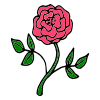 +rose Picture