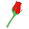 red+rose Picture