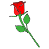 1+Red+Rose Picture
