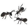 3+black+ants Picture