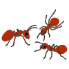3+red+ants Picture