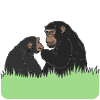chimps Picture