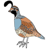 quail Picture