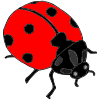 What+color+is+a+ladybug_ Picture