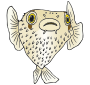 Pufferfish Picture