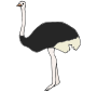 Ostrich Picture