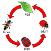 Ladybug Life Cycle Picture
