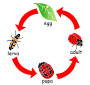Ladybug Life Cycle Stencil