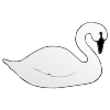 Cisne+_+swan Picture